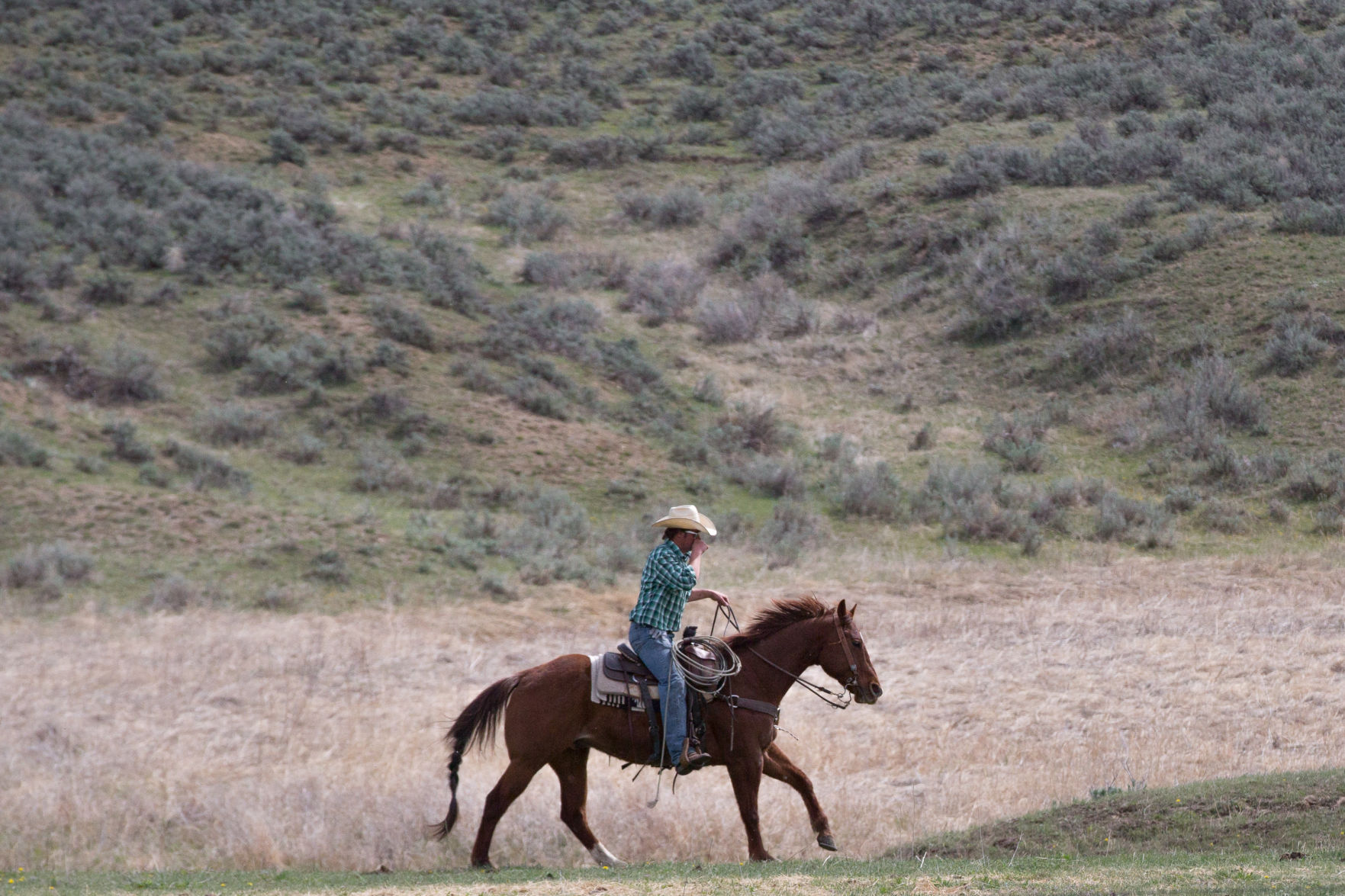 Sheridan Cattle Branding